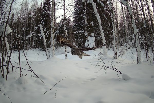 Фотоловушка заказника 