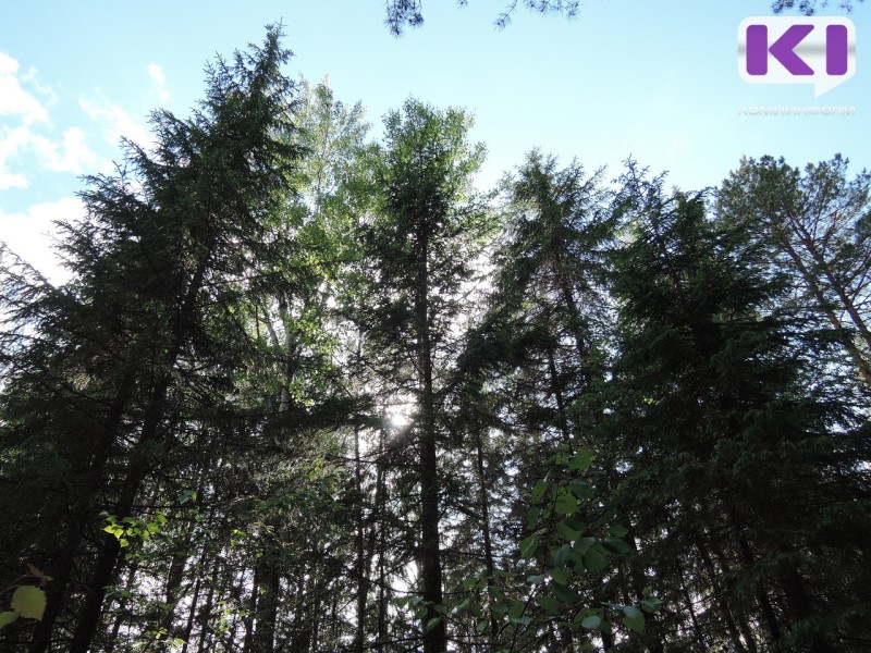 Степан Чураков: "Мораторий на банкротство - это шанс для лесной отрасли Коми выжить и сохранить рабочие места"