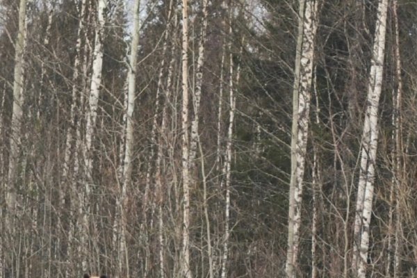 Под Ухтой заметили медведей