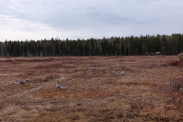 В заказнике 