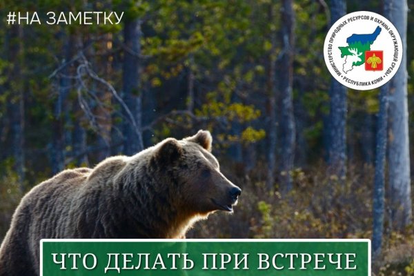 Медведи вышли к людям в Ухте и на Удоре 