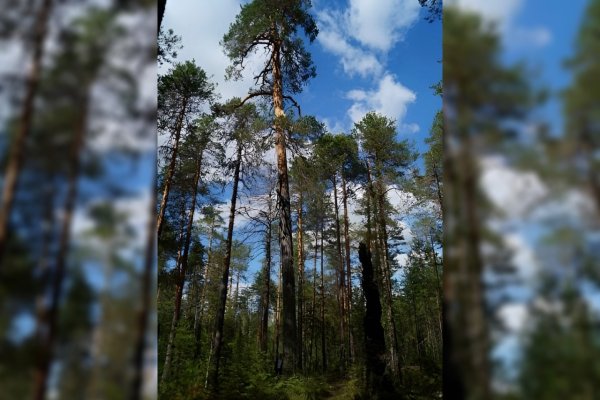 600 лет и 6 пожаров: сосна из Прилузья участвует в конкурсе 