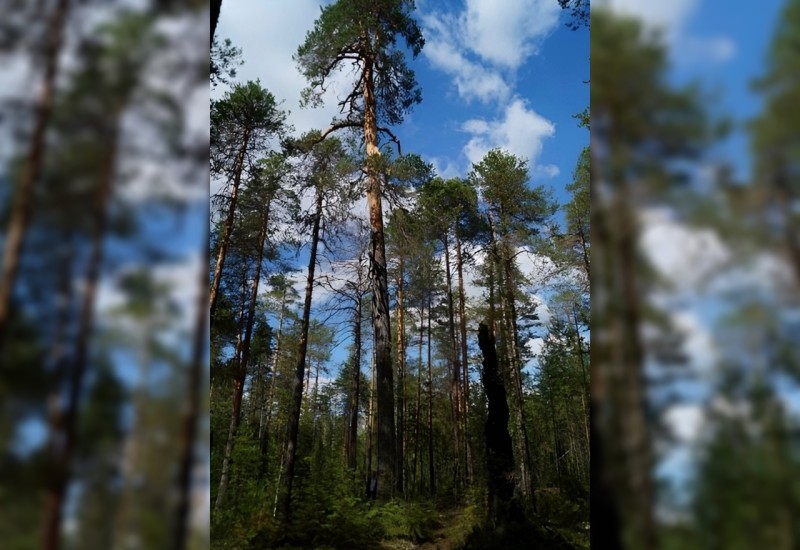 600 лет и 6 пожаров: сосна из Прилузья участвует в конкурсе "Российское дерево года-2026"