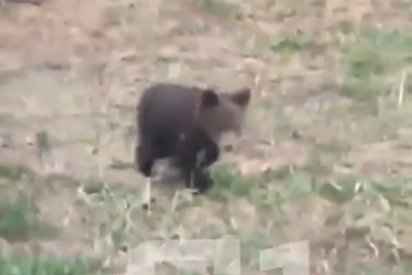 В Усть-Куломском районе к людям вышел медвежонок