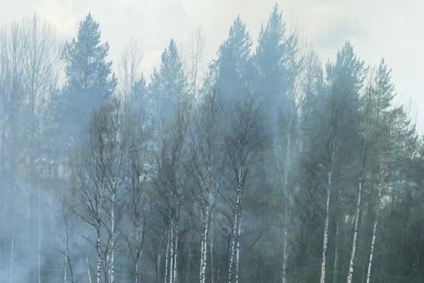 Два действующих лесных пожара зафиксировано в Коми