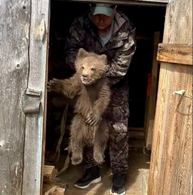 В Усть-Куломском районе спасли медвежонка-сироту

