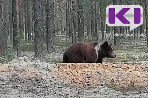 В Ижме второй раз за неделю заметили матерого медведя