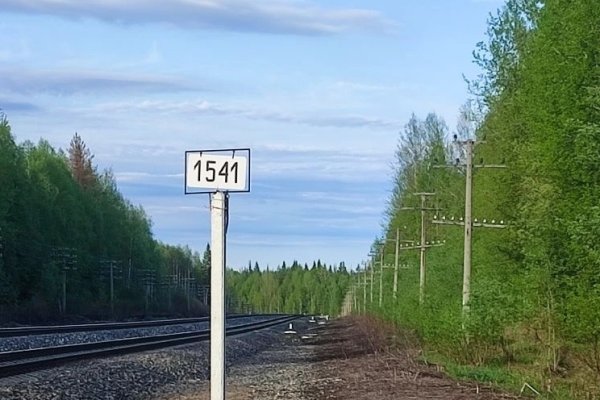 В Ухте оперативные службы и волонтеры выезжали на поиски заблудившейся в лесу девочки 