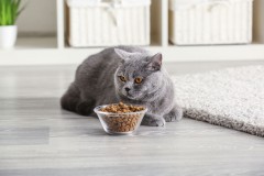 Как выбрать корм для привередливой кошки