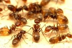 Как решить проблему появления муравьев в квартире или доме