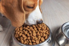 Как правильно выбрать корм для собак