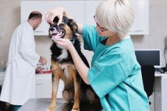 Как найти ветеринарную клинику в Воркуте